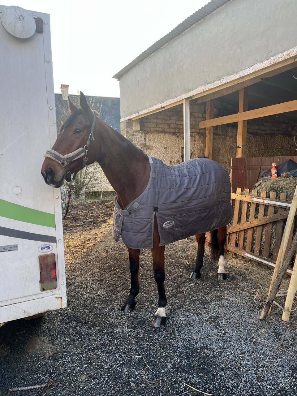 Yegua Silla Franc&eacute;s En venta 2014 Bayo por CON AIR