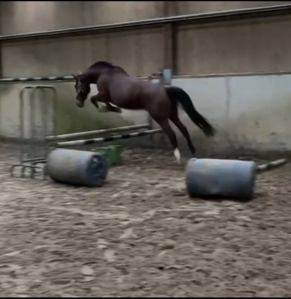 Yegua Silla Franc&eacute;s En venta 2014 Bayo por CON AIR