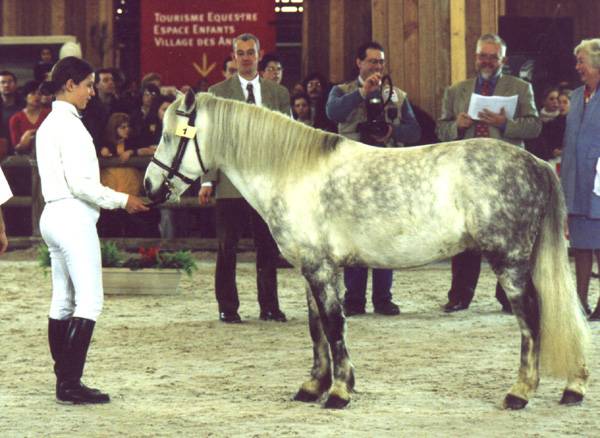 Fury des Mauvis - Dartmoor 1993 por SHILSTONE ROCKS AVALANCHE (GBR)