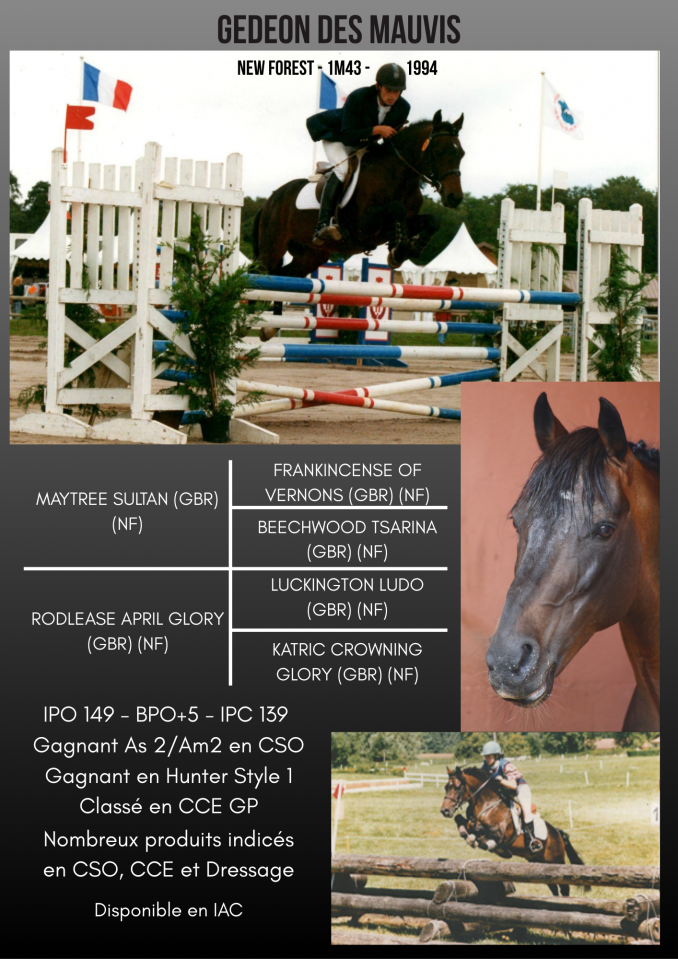 Gedeon des Mauvis - New Forest 1994 por MAYTREE SULTAN (GBR)
