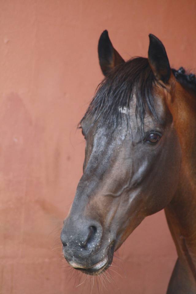 Gedeon des Mauvis - New Forest 1994 por MAYTREE SULTAN (GBR)