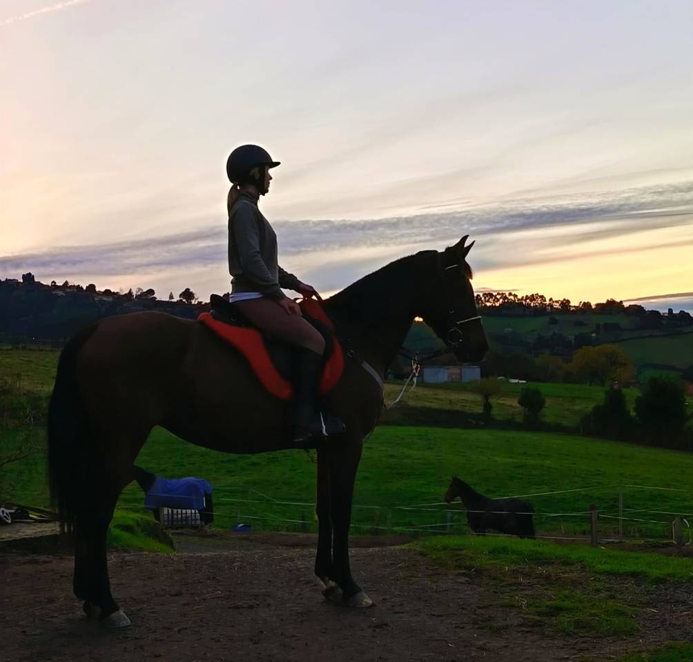 Yegua 14 a&ntilde;os anglohispano&aacute;rabe 