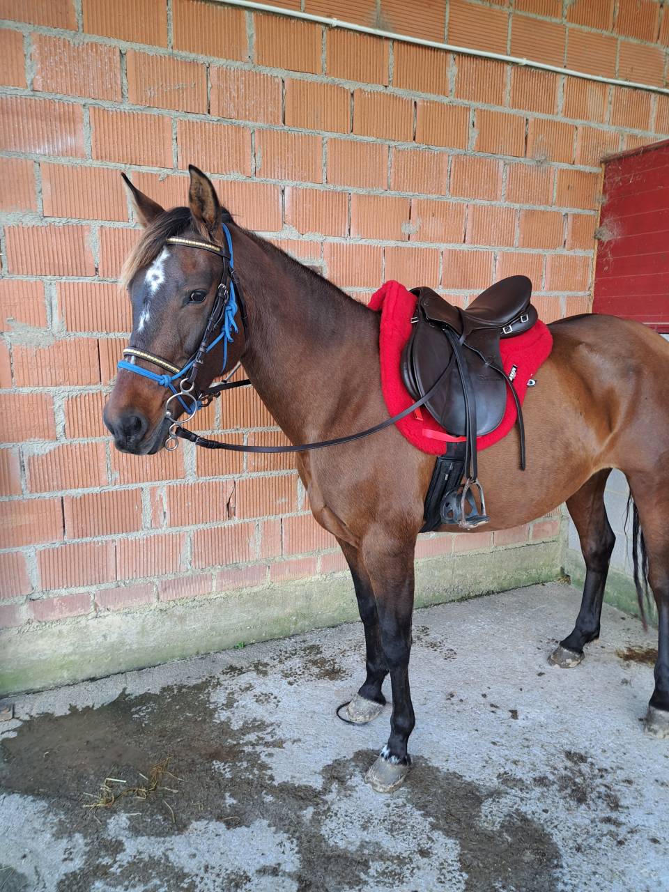 Yegua 14 a&ntilde;os anglohispano&aacute;rabe 