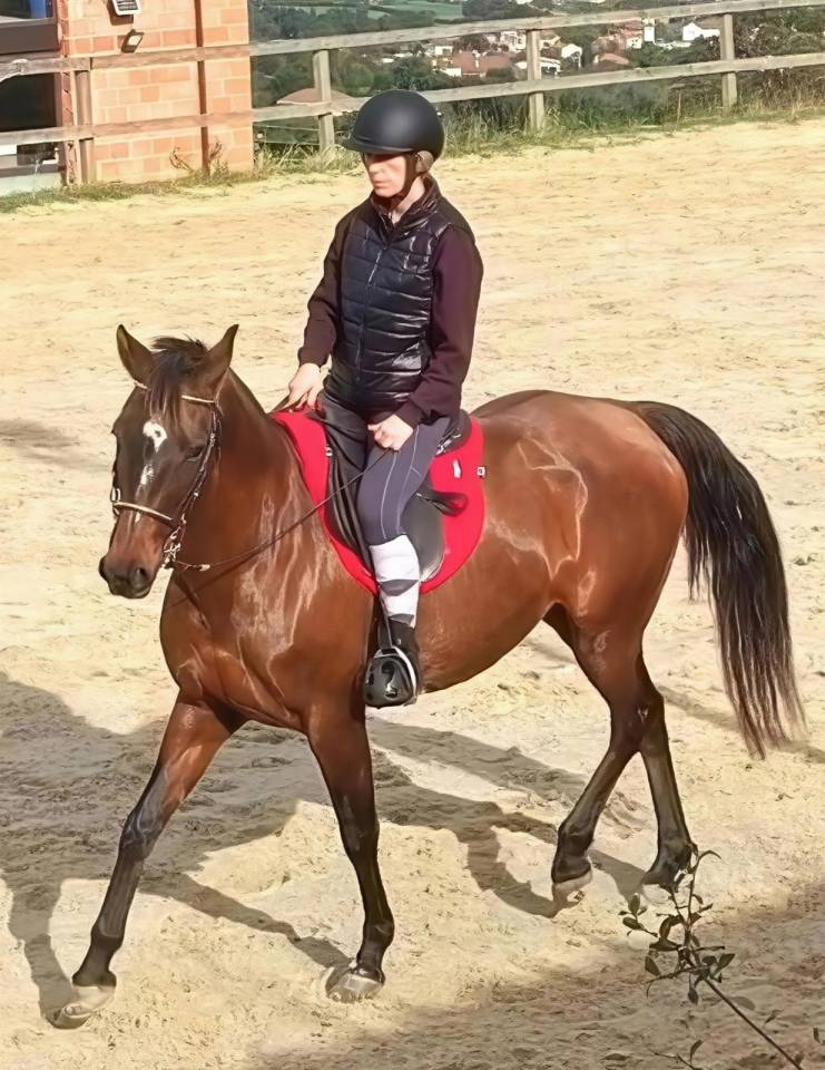 Yegua 14 a&ntilde;os anglohispano&aacute;rabe 