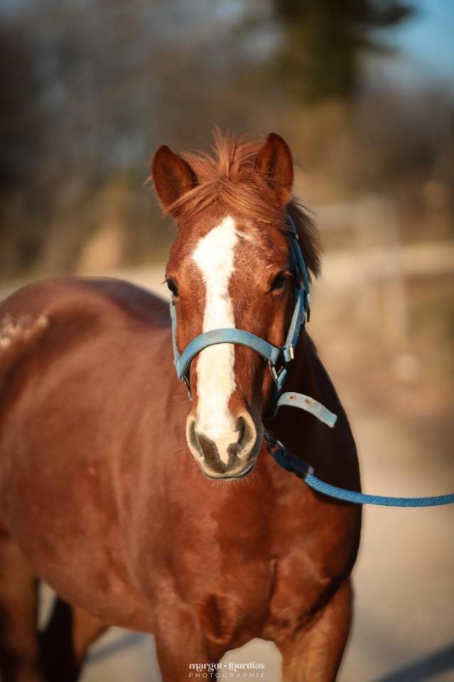 Caballo castrado Paint Horse En venta 2018 Alaz&aacute;n