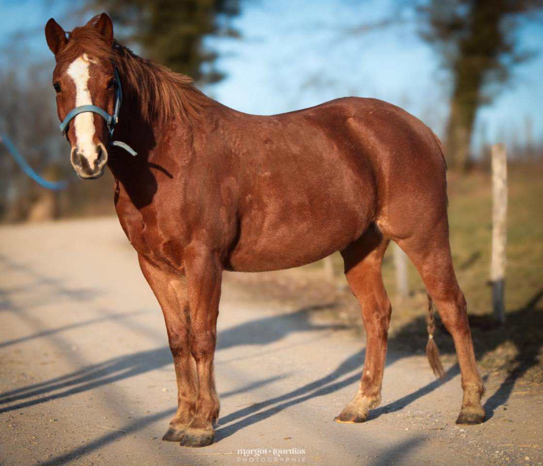 Caballo castrado Paint Horse En venta 2018 Alaz&aacute;n