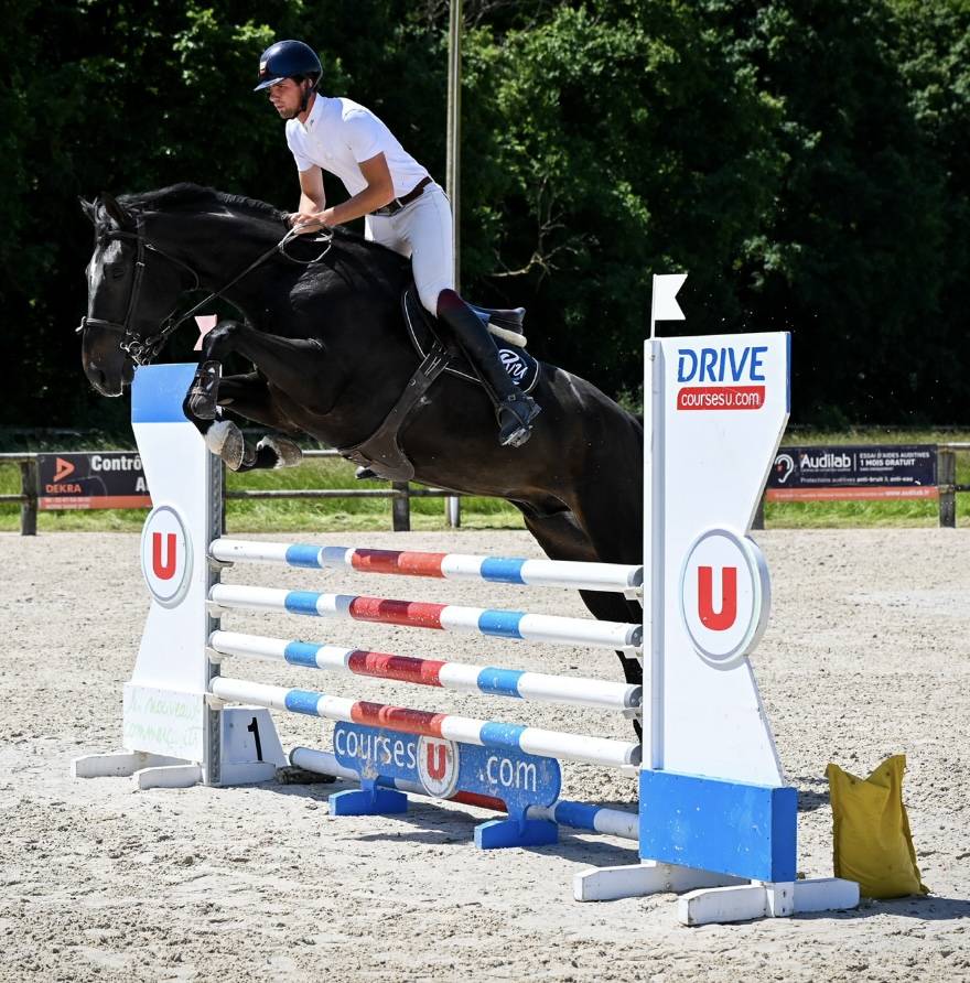 Caballo castrado Zangersheide En venta 2021 Negro por Columbus Z