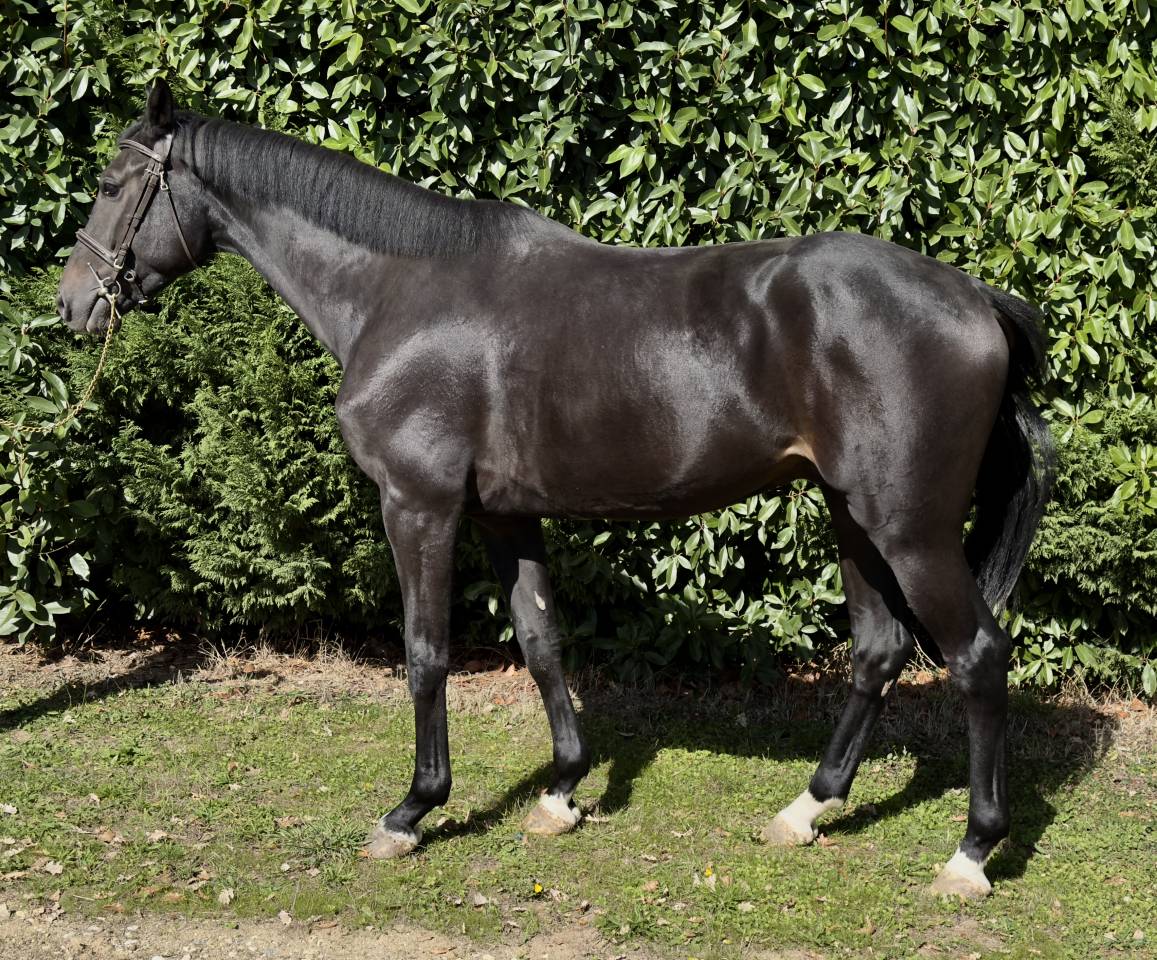 Caballo castrado Zangersheide En venta 2021 Negro por Columbus Z