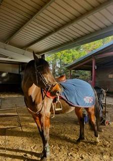 Caballo castrado Silla Franc&eacute;s En venta 2015 Bayo moreno por PEPS DOMAIN