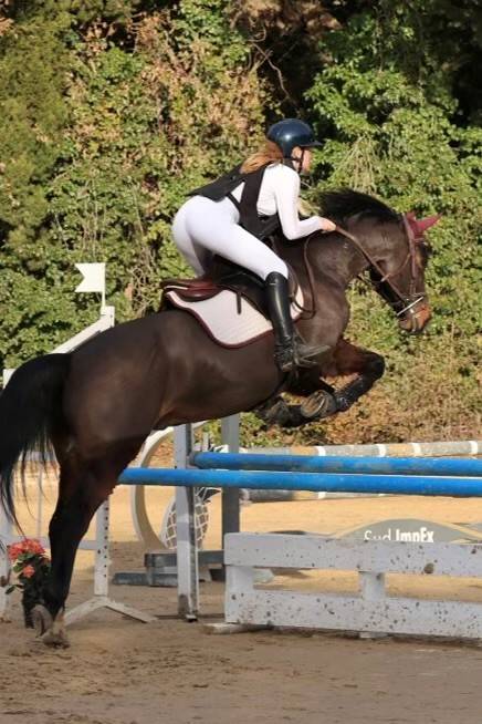 Caballo castrado Silla Franc&eacute;s En venta 2015 Bayo moreno por PEPS DOMAIN