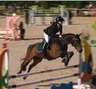 Caballo castrado Silla Franc&eacute;s En venta 2015 Bayo moreno por PEPS DOMAIN