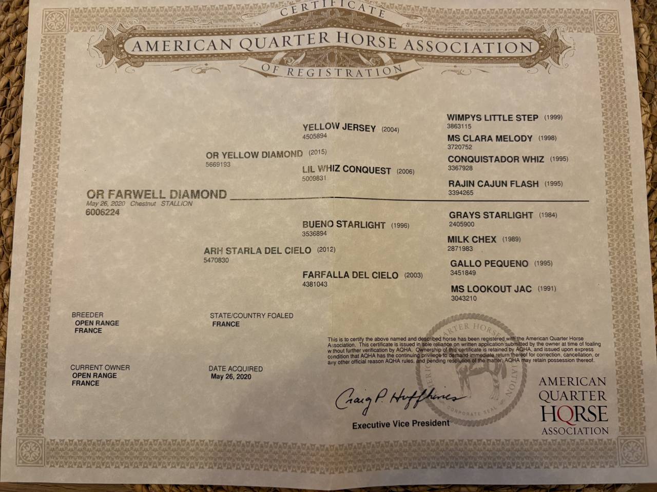 Caballo castrado Quarter Horse En venta 2020 Palomino