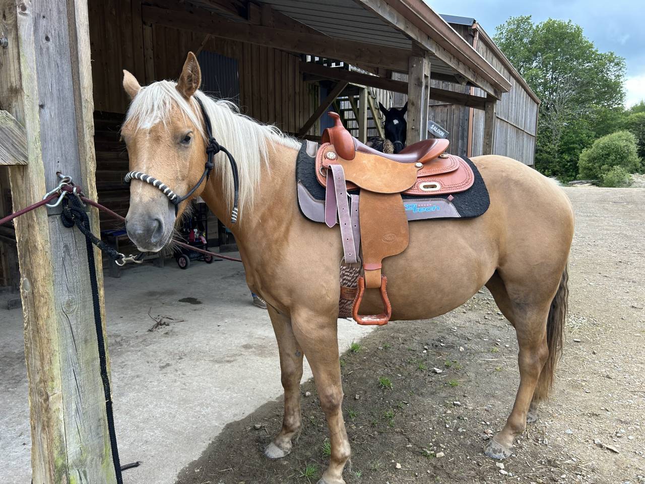 Caballo castrado Quarter Horse En venta 2020 Palomino