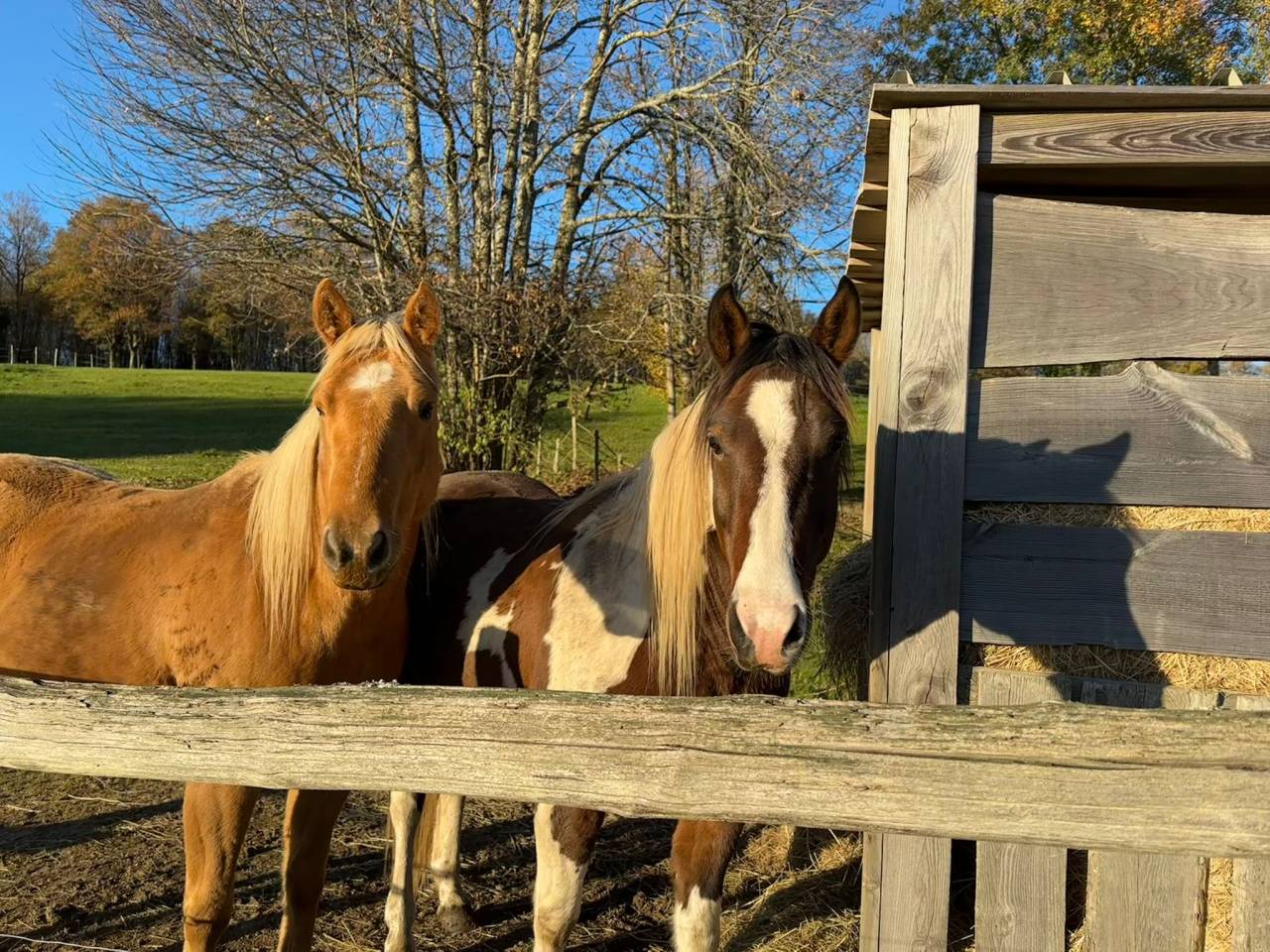 Caballo castrado Quarter Horse En venta 2020 Palomino