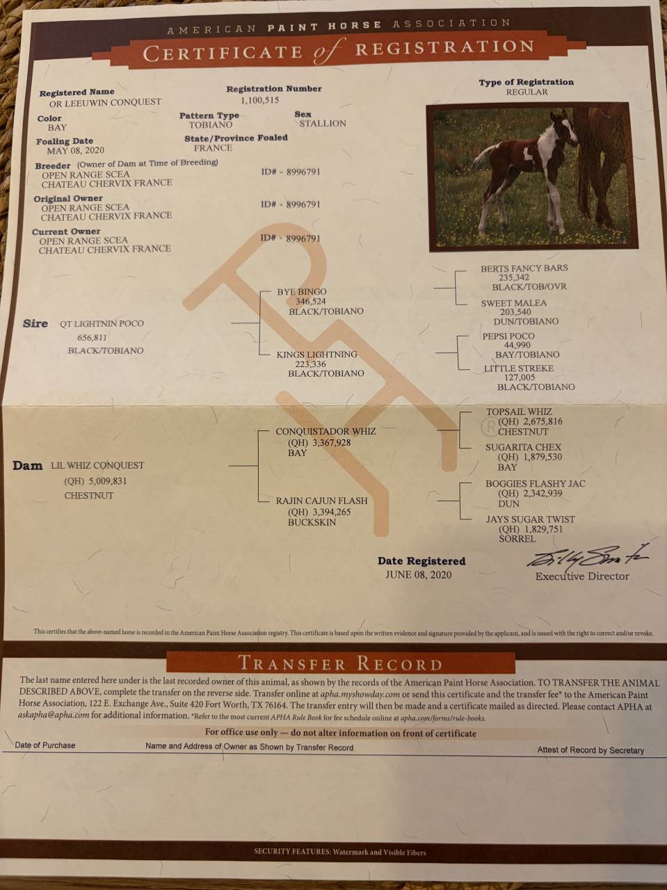 Caballo castrado Quarter Horse En venta 2020 Palomino