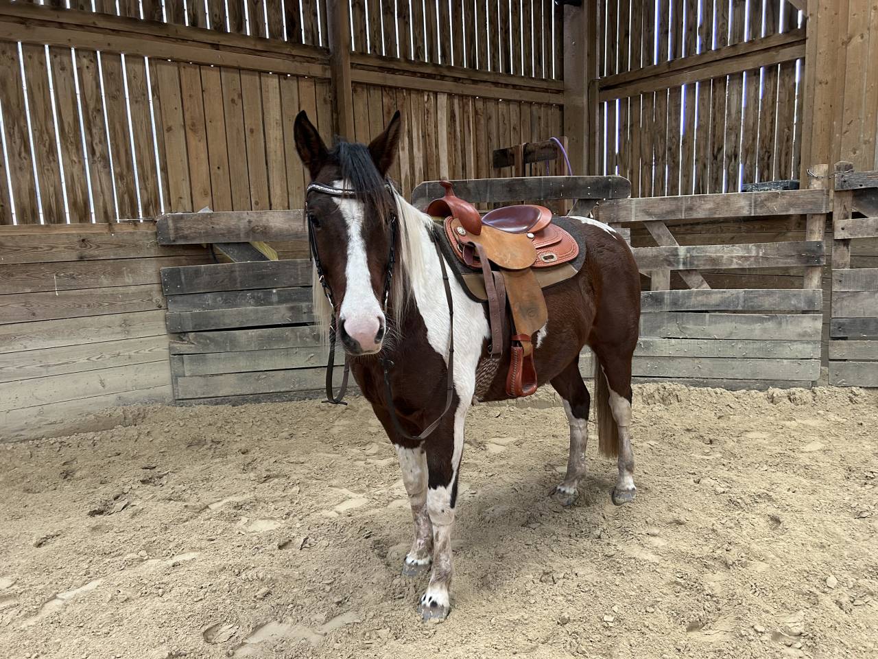 Caballo castrado Quarter Horse En venta 2020 Palomino
