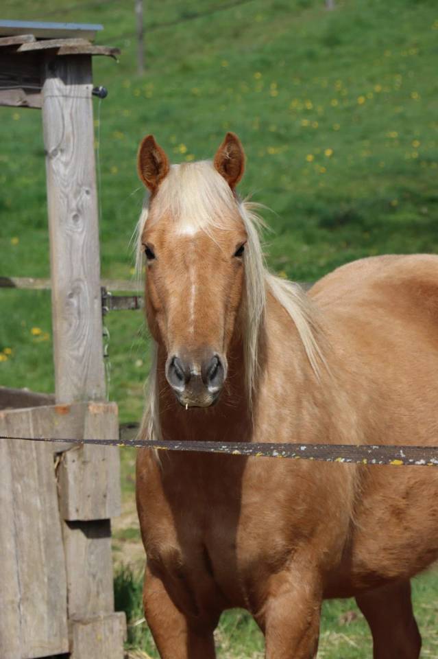 Caballo castrado Quarter Horse En venta 2020 Palomino
