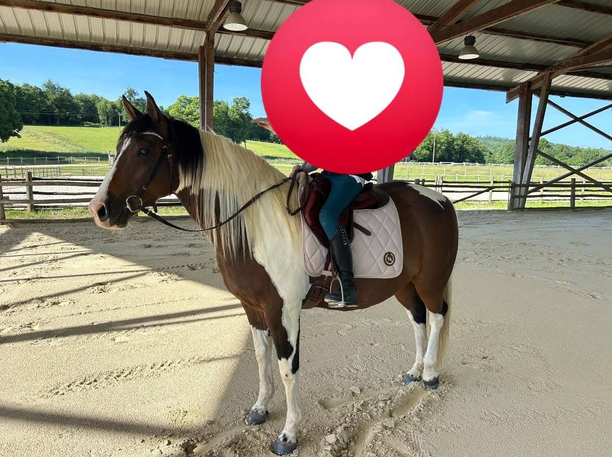 Caballo castrado Quarter Horse En venta 2020 Palomino