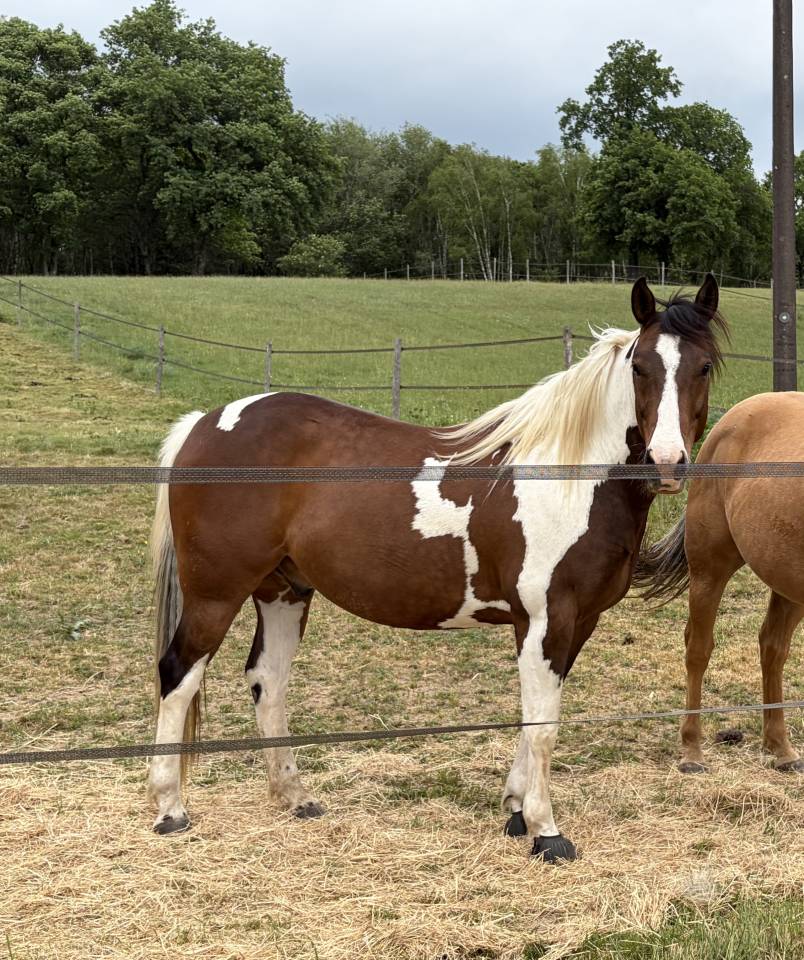 Caballo castrado Paint Horse En venta 2020 Tobiano