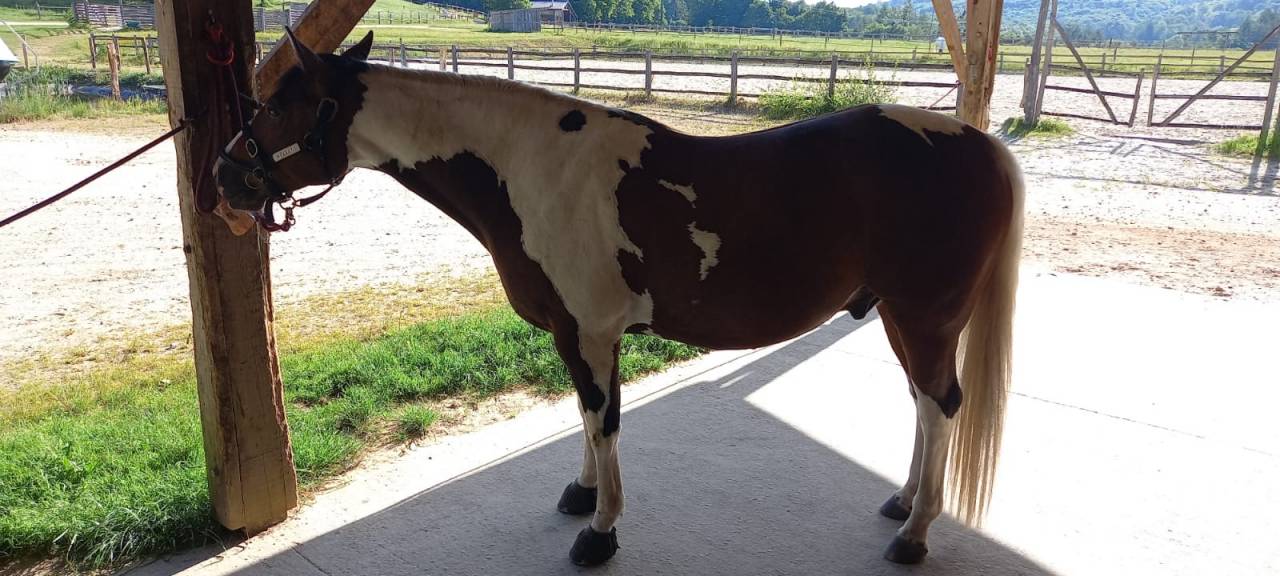 Caballo castrado Paint Horse En venta 2020 Tobiano