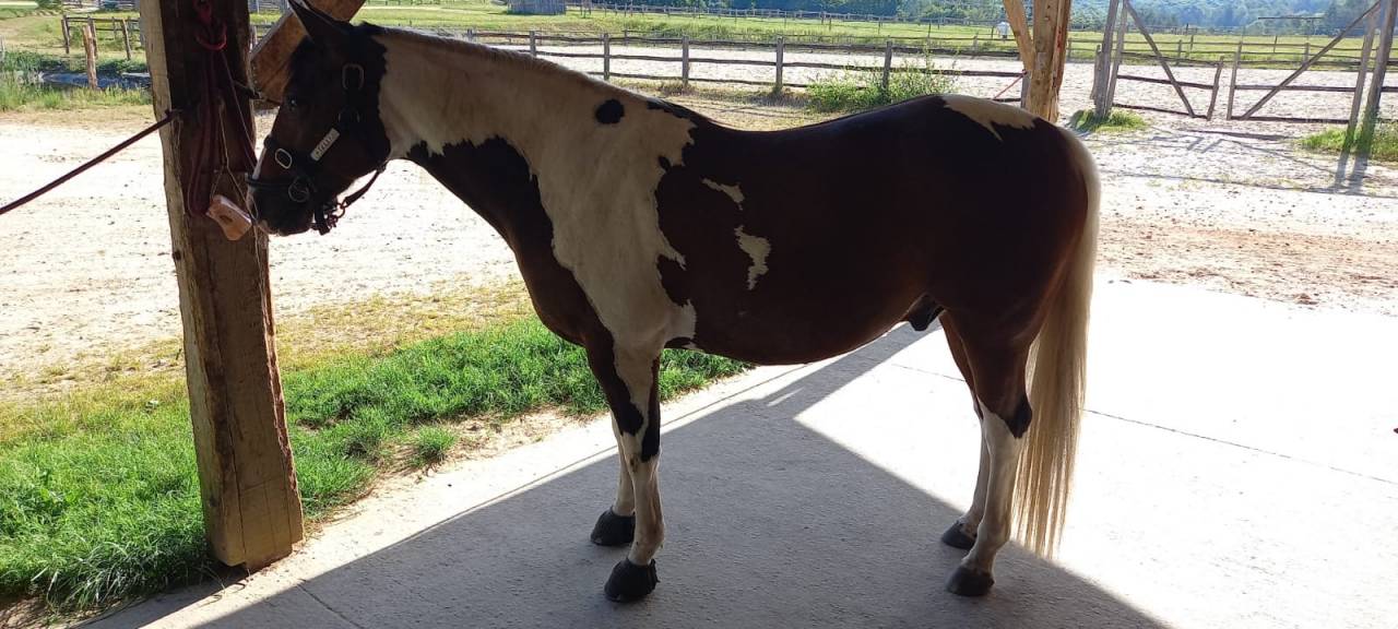 Caballo castrado Paint Horse En venta 2020 Tobiano