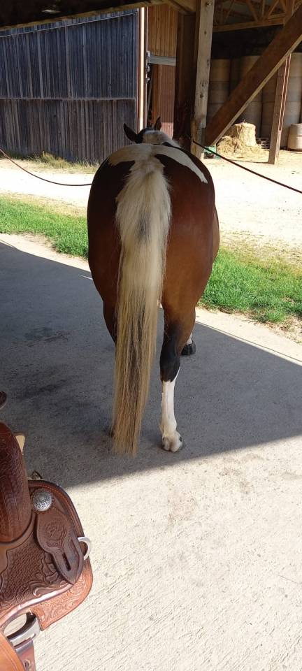 Caballo castrado Paint Horse En venta 2020 Tobiano