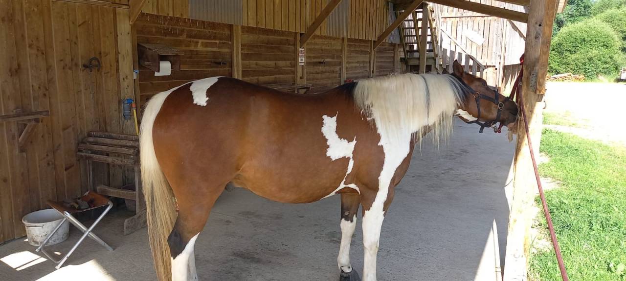 Caballo castrado Paint Horse En venta 2020 Tobiano