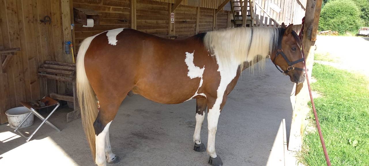 Caballo castrado Paint Horse En venta 2020 Tobiano