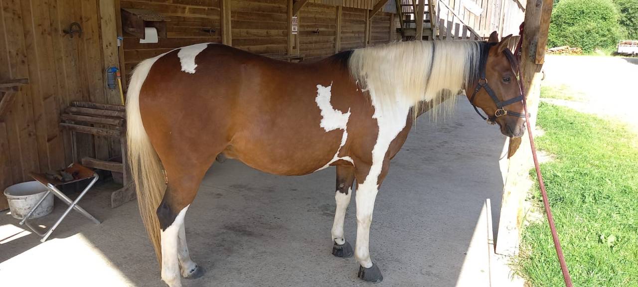 Caballo castrado Paint Horse En venta 2020 Tobiano