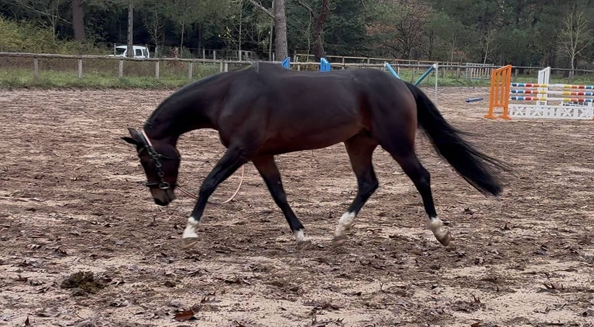 Caballo castrado KWPN Caballo de Deporte Neerland&eacute;s En venta 2019 Bayo moreno por Approved