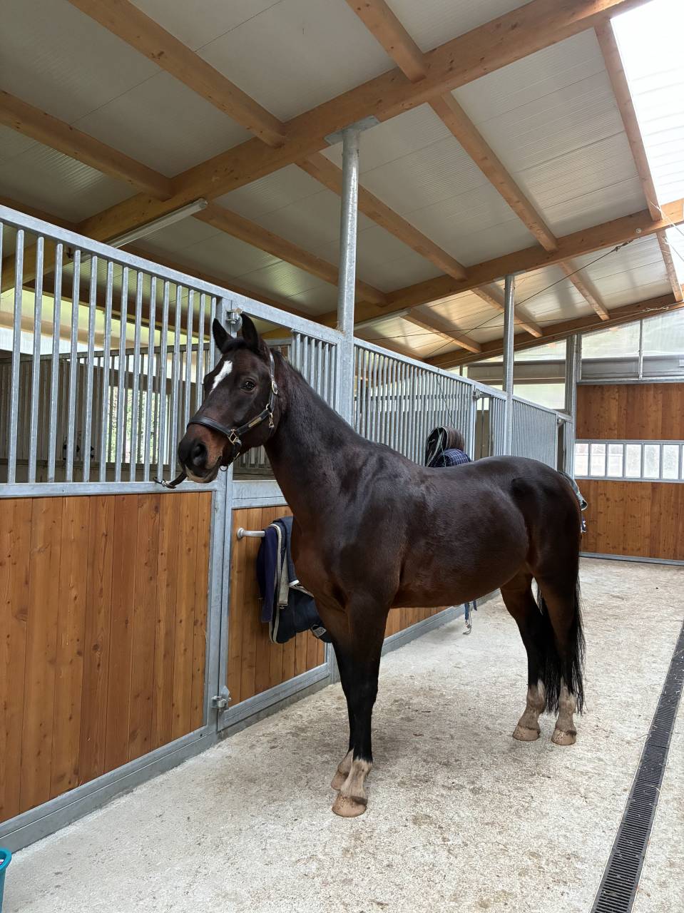 Caballo castrado KWPN Caballo de Deporte Neerland&eacute;s En venta 2019 Bayo moreno por Approved