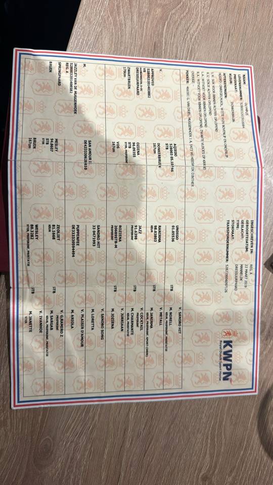 Caballo castrado KWPN Caballo de Deporte Neerland&eacute;s En venta 2019 Bayo moreno por Approved