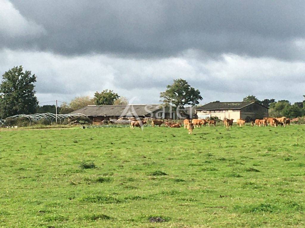 Explotaci&oacute;n ovina En venta Alto Vienne