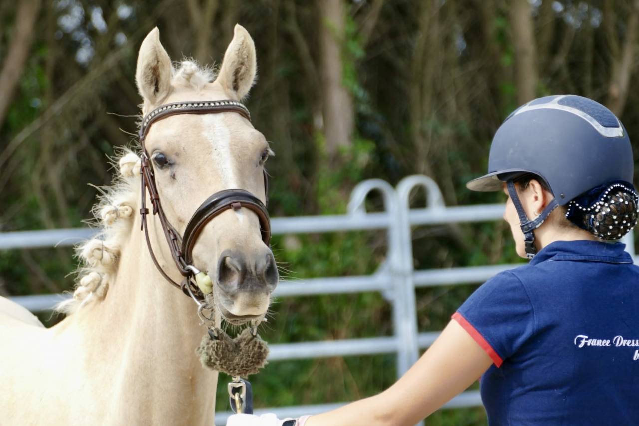 Yegua PFS Poni Fran&ccedil;&eacute;s de Silla En venta 2023 Palomino por Dumbledor