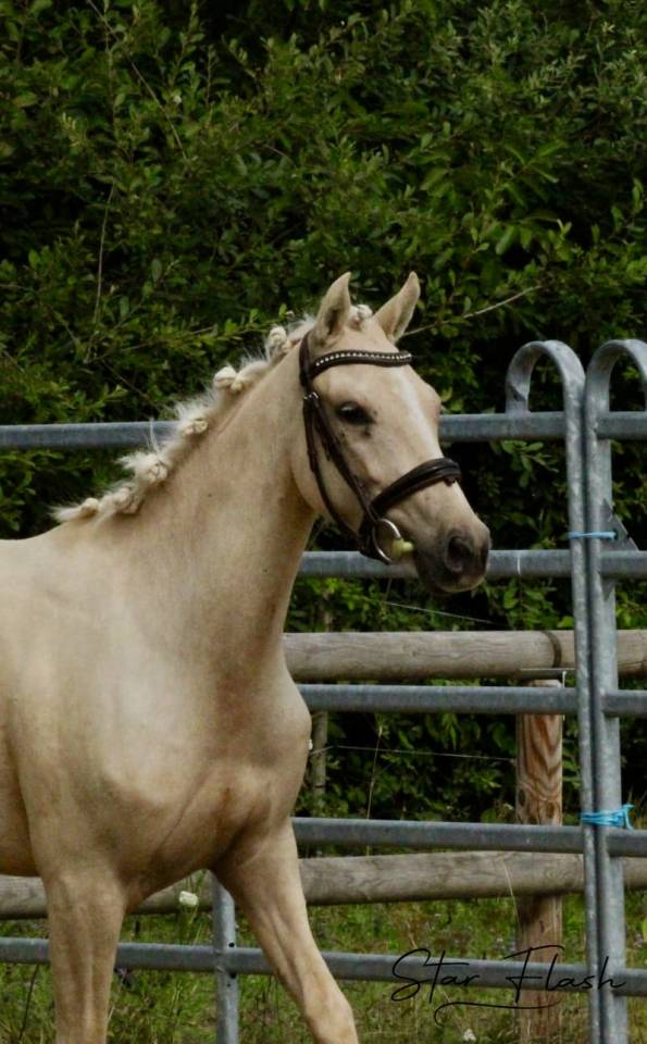 Yegua PFS Poni Fran&ccedil;&eacute;s de Silla En venta 2023 Palomino por Dumbledor