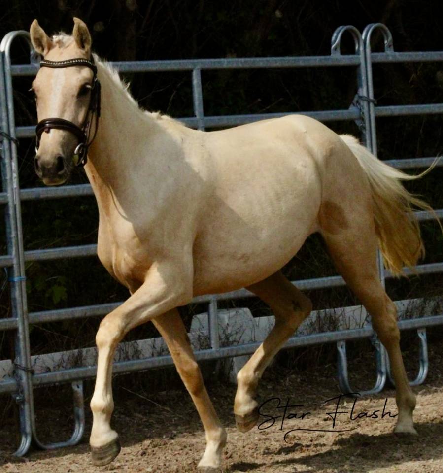 Yegua PFS Poni Fran&ccedil;&eacute;s de Silla En venta 2023 Palomino por Dumbledor