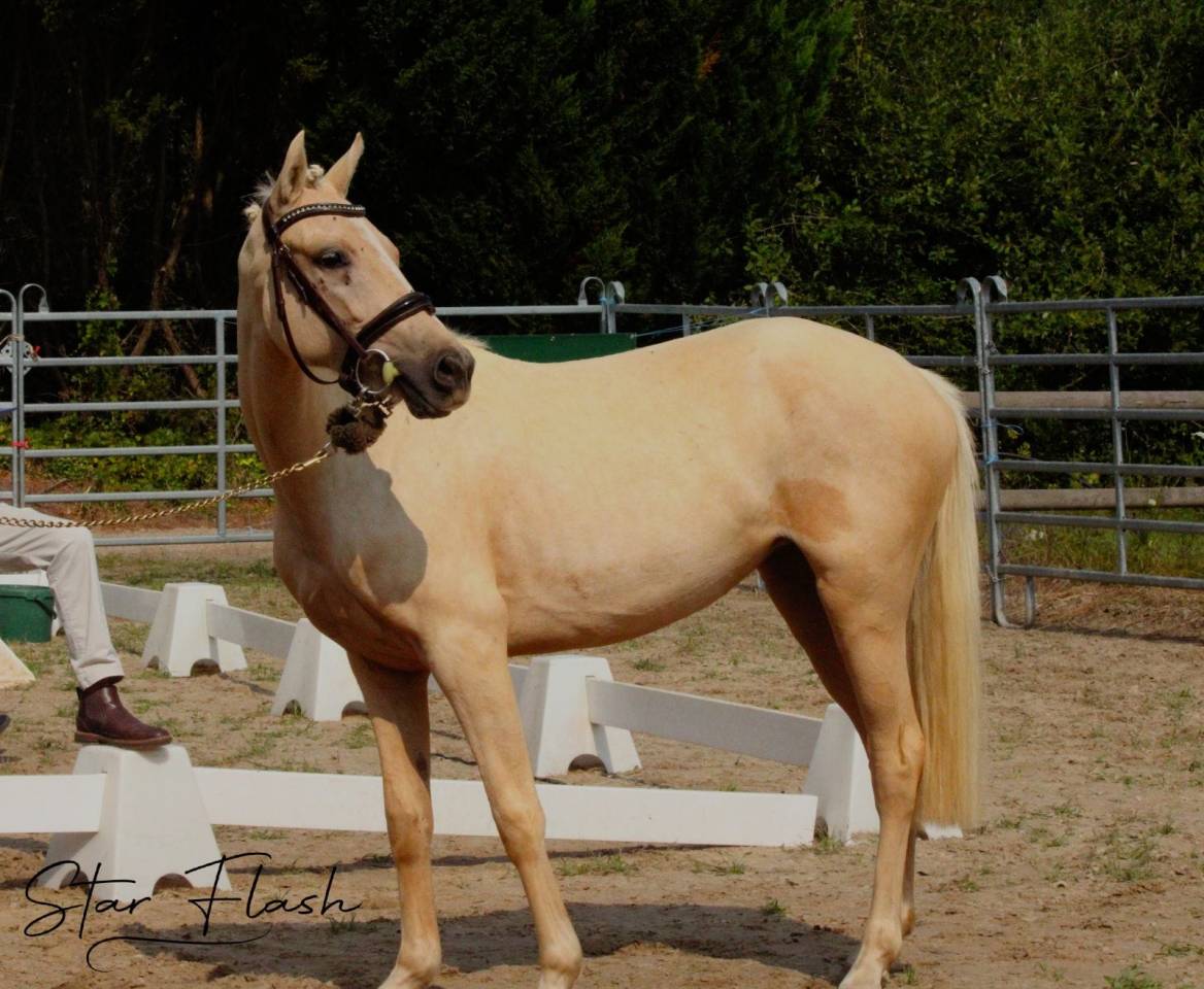 Yegua PFS Poni Fran&ccedil;&eacute;s de Silla En venta 2023 Palomino por Dumbledor