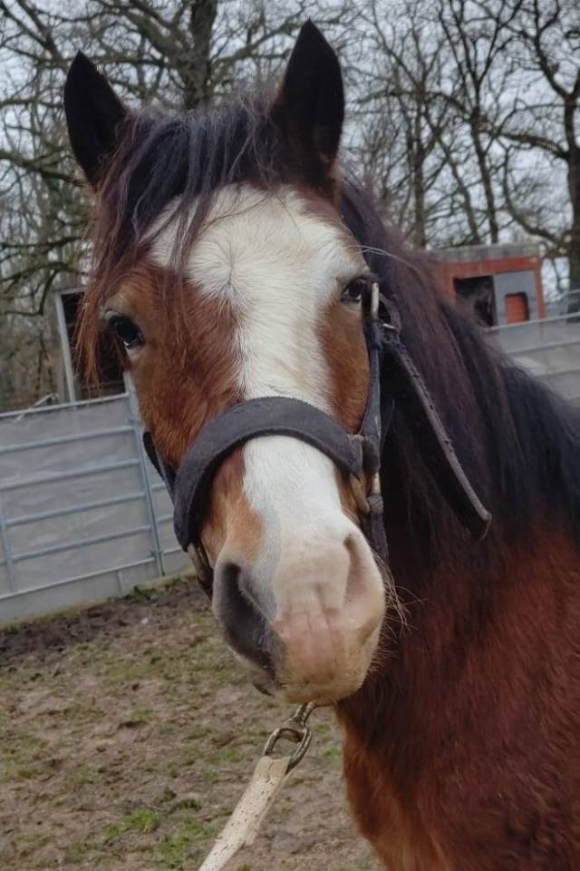 Caballo castrado Origine Constat&eacute;e En venta 2022 Bayo por FURY D'ARQUETAN