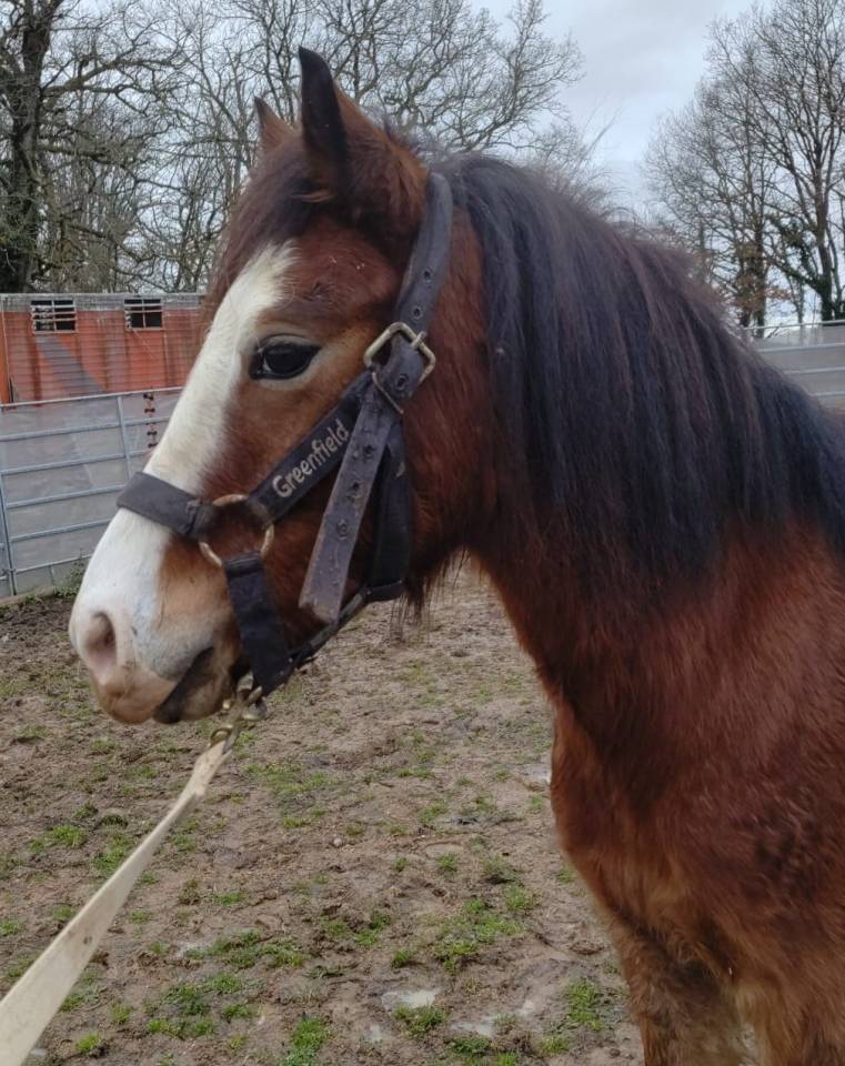 Caballo castrado Origine Constat&eacute;e En venta 2022 Bayo por FURY D'ARQUETAN