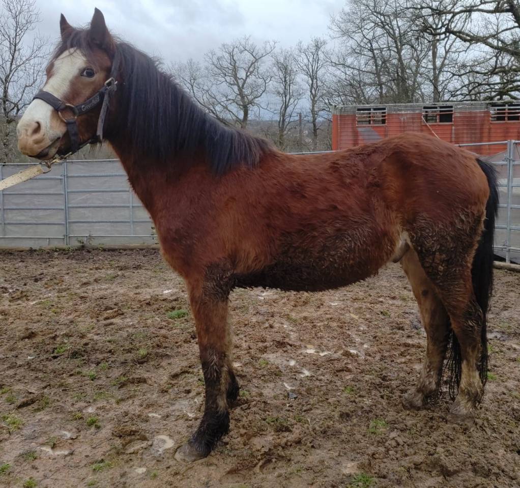 Caballo castrado Origine Constat&eacute;e En venta 2022 Bayo por FURY D'ARQUETAN