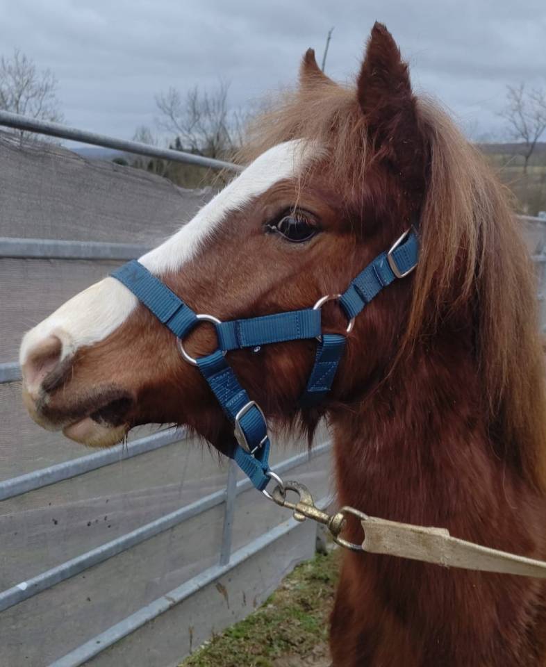 Yegua PFS Poni Fran&ccedil;&eacute;s de Silla En venta 2022 Alaz&aacute;n roano por RABOLIOT D'ARQUETAN