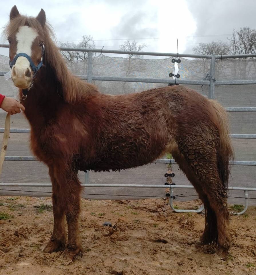 Yegua PFS Poni Fran&ccedil;&eacute;s de Silla En venta 2022 Alaz&aacute;n roano por RABOLIOT D'ARQUETAN