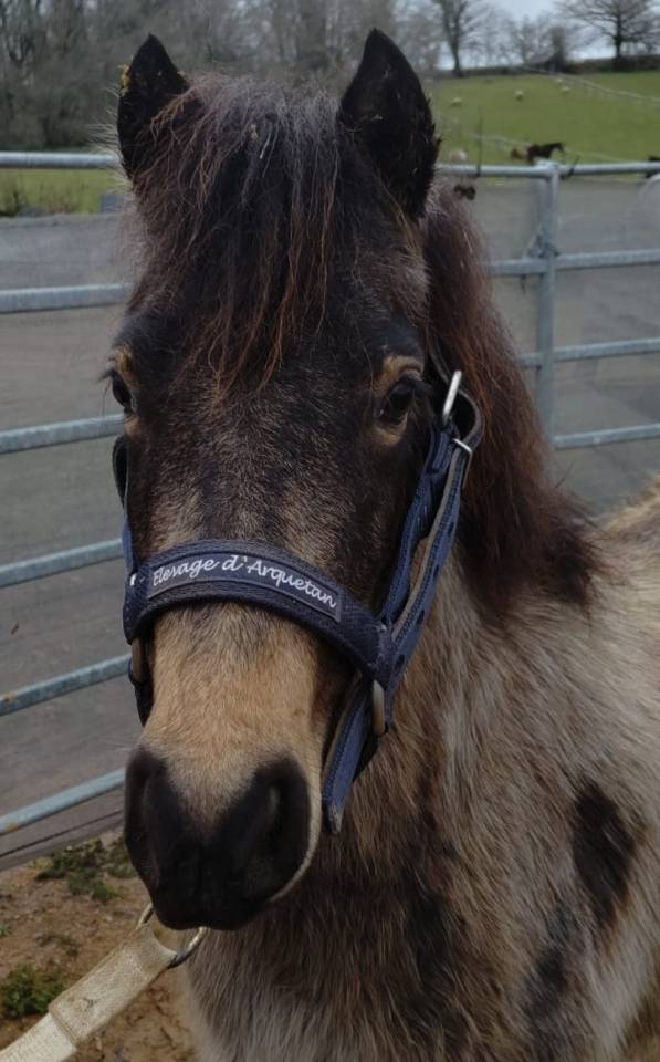 Yegua PFS Poni Fran&ccedil;&eacute;s de Silla En venta 2022 Isabelo por RABOLIOT D'ARQUETAN