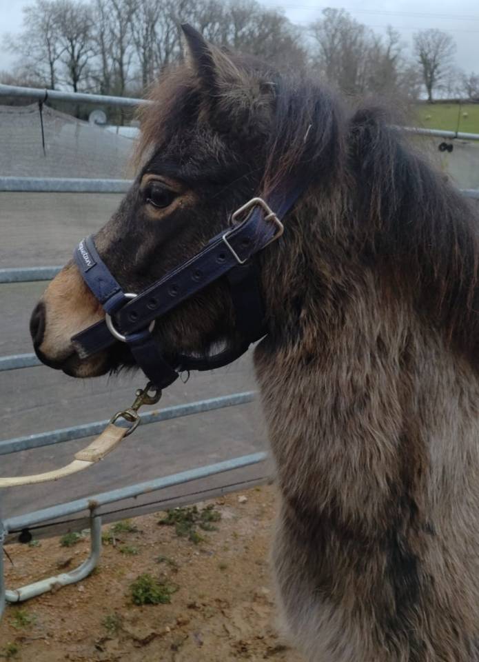 Yegua PFS Poni Fran&ccedil;&eacute;s de Silla En venta 2022 Isabelo por RABOLIOT D'ARQUETAN