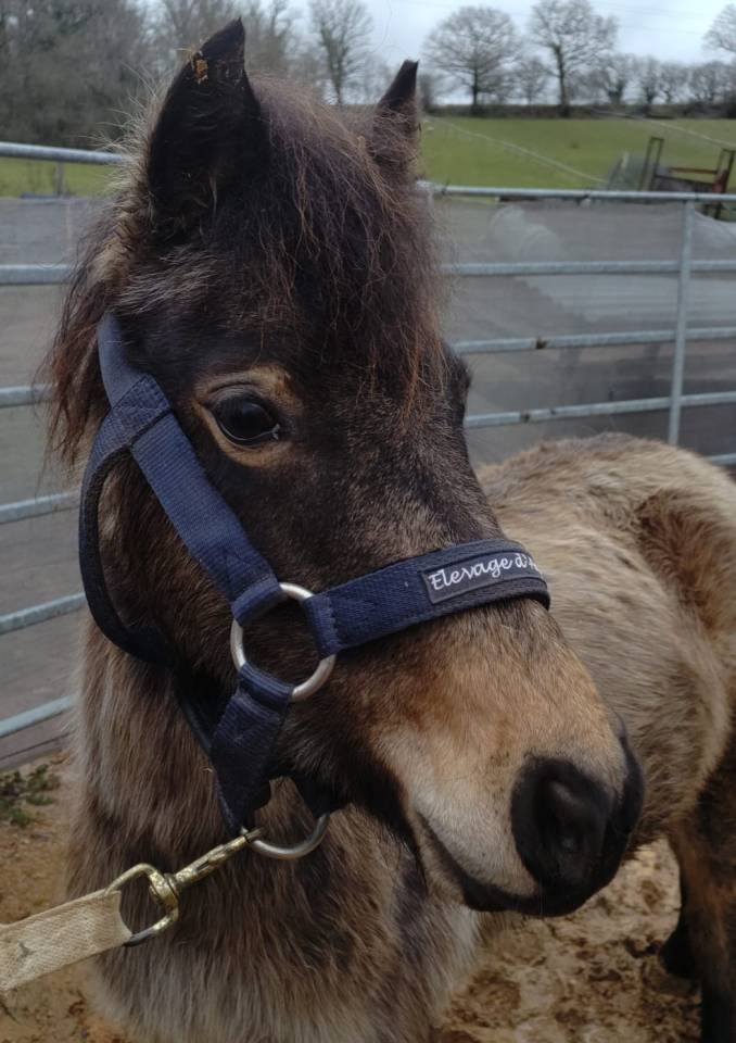 Yegua PFS Poni Fran&ccedil;&eacute;s de Silla En venta 2022 Isabelo por RABOLIOT D'ARQUETAN