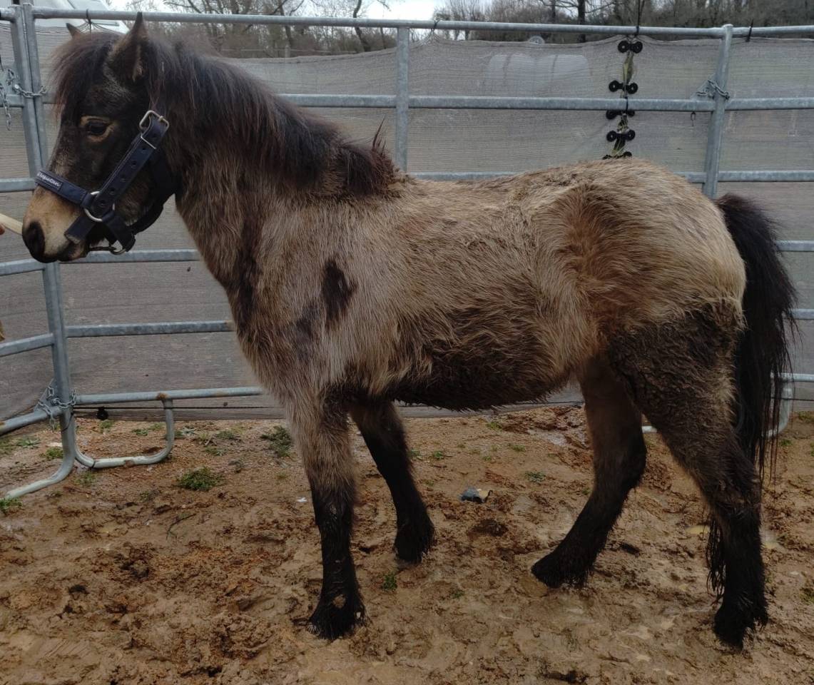 Yegua PFS Poni Fran&ccedil;&eacute;s de Silla En venta 2022 Isabelo por RABOLIOT D'ARQUETAN