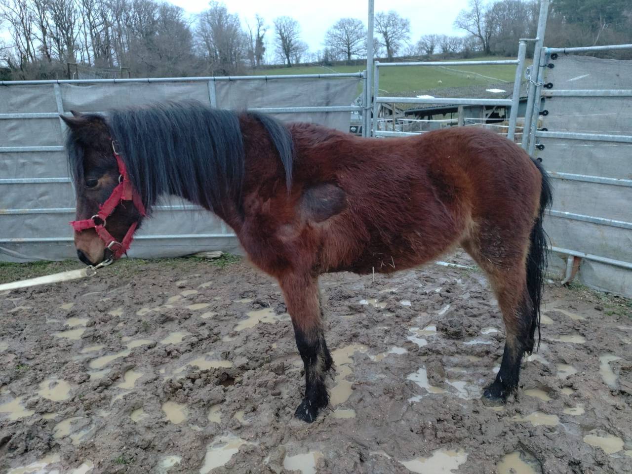 Caballo castrado PFS Poni Fran&ccedil;&eacute;s de Silla En venta 2022 Bayo por RABOLIOT D'ARQUETAN