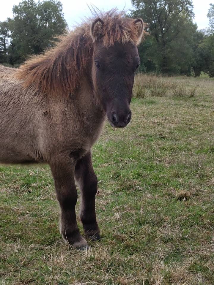 Potro Origine Constat&eacute;e En venta 2025 Grullo por SLOUP STARQUETAN