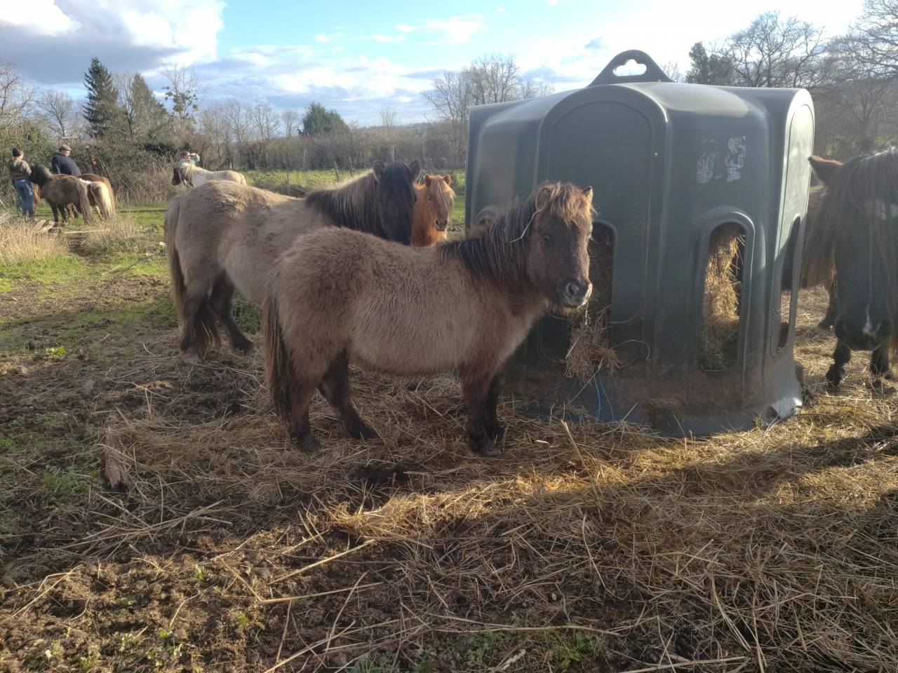 Potro Origine Constat&eacute;e En venta 2025 Grullo por SLOUP STARQUETAN