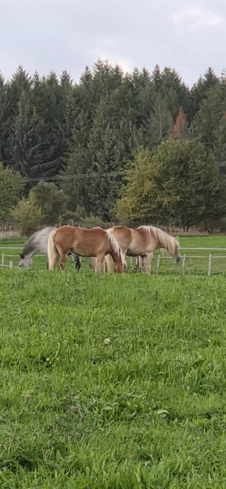 Yegua Haflinger En venta 2010 Alaz&aacute;n